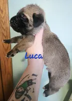 Luca, a male Cane Corso for sale in Wheeler, MI – Photo 8 of 8
