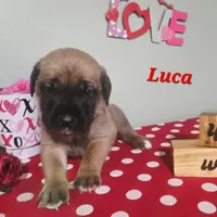 Luca, a male Cane Corso for sale in Wheeler, MI – Photo 2 of 9