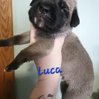 Luca, a male Cane Corso for sale in Wheeler, MI – Photo 5 of 9