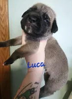 Luca, a male Cane Corso for sale in Wheeler, MI – Photo 4 of 8