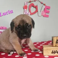 Lucia, a female Cane Corso for sale in Wheeler, MI – Photo 3 of 9