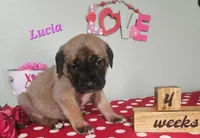 Lucia, a female Cane Corso for sale in Wheeler, MI – Photo 2 of 8