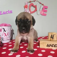 Lucia, a female Cane Corso for sale in Wheeler, MI – Photo 4 of 9