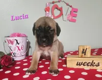 Lucia, a female Cane Corso for sale in Wheeler, MI – Photo 3 of 8
