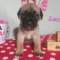 Lucia, a female Cane Corso for sale in Wheeler, MI – Photo 2 of 9