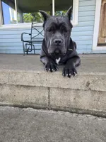 Rozetta, a female Cane Corso for sale in Wheeler, MI – Photo 3 of 3