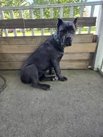 Rozetta, a female Cane Corso for sale in Wheeler, MI – Photo 2 of 3