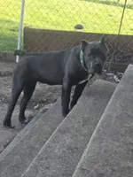 Rozetta, a female Cane Corso for sale in Wheeler, MI – Photo 1 of 3