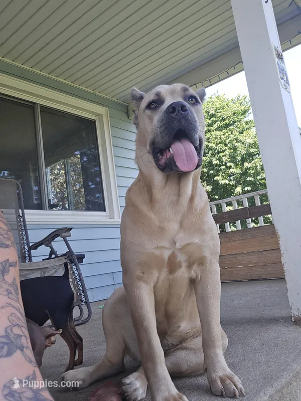 Aria – Cane Corso puppy for sale in Wheeler, MI