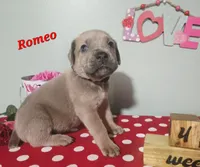 Romeo, a male Cane Corso for sale in Wheeler, MI – Photo 2 of 7