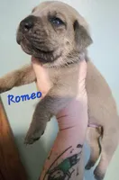 Romeo, a male Cane Corso for sale in Wheeler, MI – Photo 6 of 7