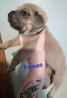 Romeo, a male Cane Corso for sale in Wheeler, MI – Photo 7 of 7
