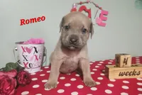 Romeo, a male Cane Corso for sale in Wheeler, MI – Photo 1 of 7