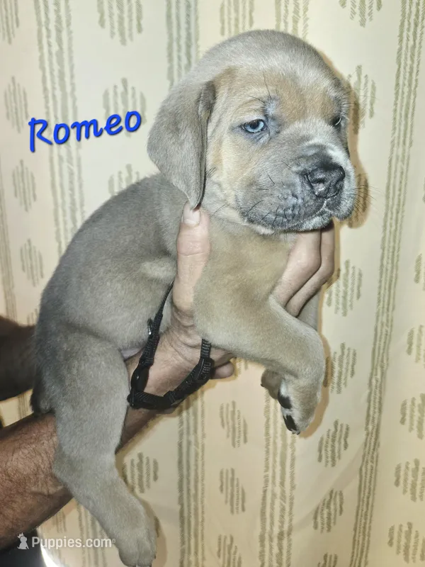 Romeo