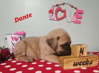 Dante, a male Cane Corso for sale in Wheeler, MI – Photo 2 of 9
