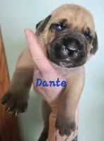Dante, a male Cane Corso for sale in Wheeler, MI – Photo 9 of 9