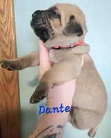 Dante, a male Cane Corso for sale in Wheeler, MI – Photo 7 of 9