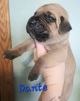 Dante, a male Cane Corso for sale in Wheeler, MI – Photo 4 of 9