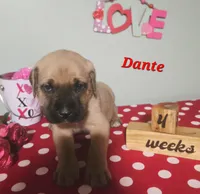 Dante, a male Cane Corso for sale in Wheeler, MI – Photo 1 of 9