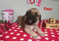 Enzo, a male Cane Corso for sale in Wheeler, MI – Photo 2 of 8