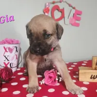 Gia, a female Cane Corso for sale in Wheeler, MI – Photo 2 of 9