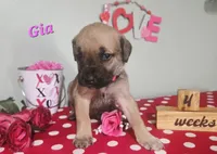 Gia, a female Cane Corso for sale in Wheeler, MI – Photo 1 of 8