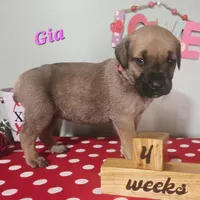 Gia, a female Cane Corso for sale in Wheeler, MI – Photo 4 of 9