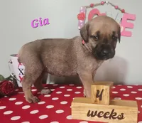 Gia, a female Cane Corso for sale in Wheeler, MI – Photo 3 of 8