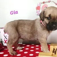 Gia, a female Cane Corso for sale in Wheeler, MI – Photo 3 of 9