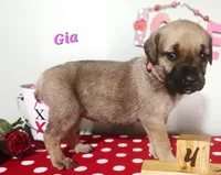 Gia, a female Cane Corso for sale in Wheeler, MI – Photo 2 of 8