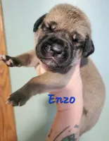 Enzo, a male Cane Corso for sale in Wheeler, MI – Photo 7 of 8