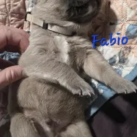 Fabio, a male Cane Corso for sale in Wheeler, MI – Photo 6 of 10