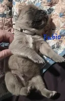 Fabio, a male Cane Corso for sale in Wheeler, MI – Photo 5 of 9