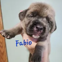 Fabio, a male Cane Corso for sale in Wheeler, MI – Photo 9 of 10