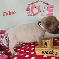 Fabio, a male Cane Corso for sale in Wheeler, MI – Photo 3 of 10