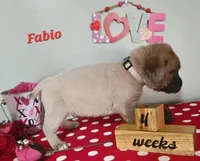 Fabio, a male Cane Corso for sale in Wheeler, MI – Photo 2 of 9