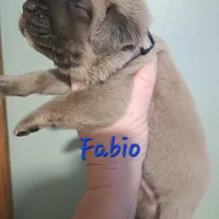 Fabio, a male Cane Corso for sale in Wheeler, MI – Photo 10 of 10