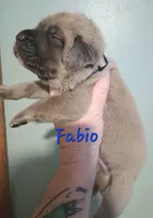 Fabio, a male Cane Corso for sale in Wheeler, MI – Photo 9 of 9