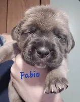 Fabio, a male Cane Corso for sale in Wheeler, MI – Photo 7 of 9