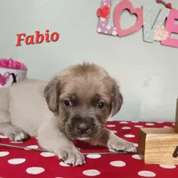 Fabio, a male Cane Corso for sale in Wheeler, MI – Photo 4 of 10