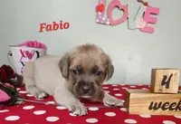 Fabio, a male Cane Corso for sale in Wheeler, MI – Photo 3 of 9