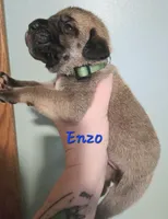 Enzo, a male Cane Corso for sale in Wheeler, MI – Photo 8 of 8