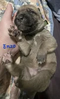 Enzo, a male Cane Corso for sale in Wheeler, MI – Photo 6 of 8