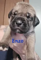 Enzo, a male Cane Corso for sale in Wheeler, MI – Photo 4 of 8