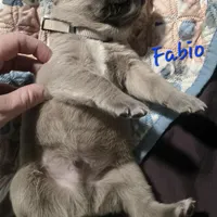 Fabio, a male Cane Corso for sale in Wheeler, MI – Photo 7 of 10