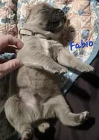 Fabio, a male Cane Corso for sale in Wheeler, MI – Photo 6 of 9