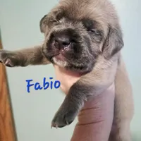 Fabio, a male Cane Corso for sale in Wheeler, MI – Photo 5 of 10