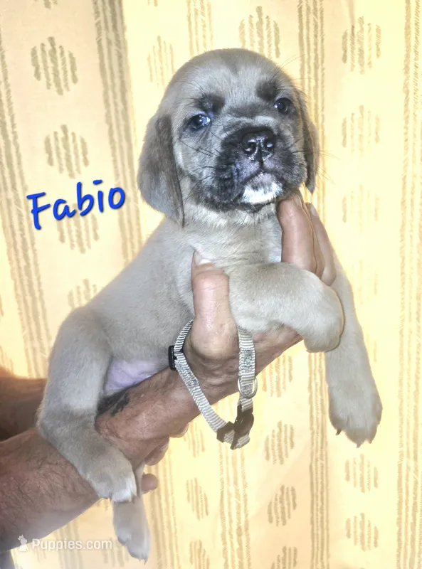 Fabio