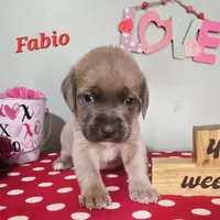 Fabio, a male Cane Corso for sale in Wheeler, MI – Photo 2 of 10
