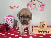 Fabio, a male Cane Corso for sale in Wheeler, MI – Photo 1 of 9